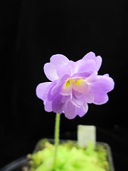 7136255911_0b2d8c0f80_m.jpg